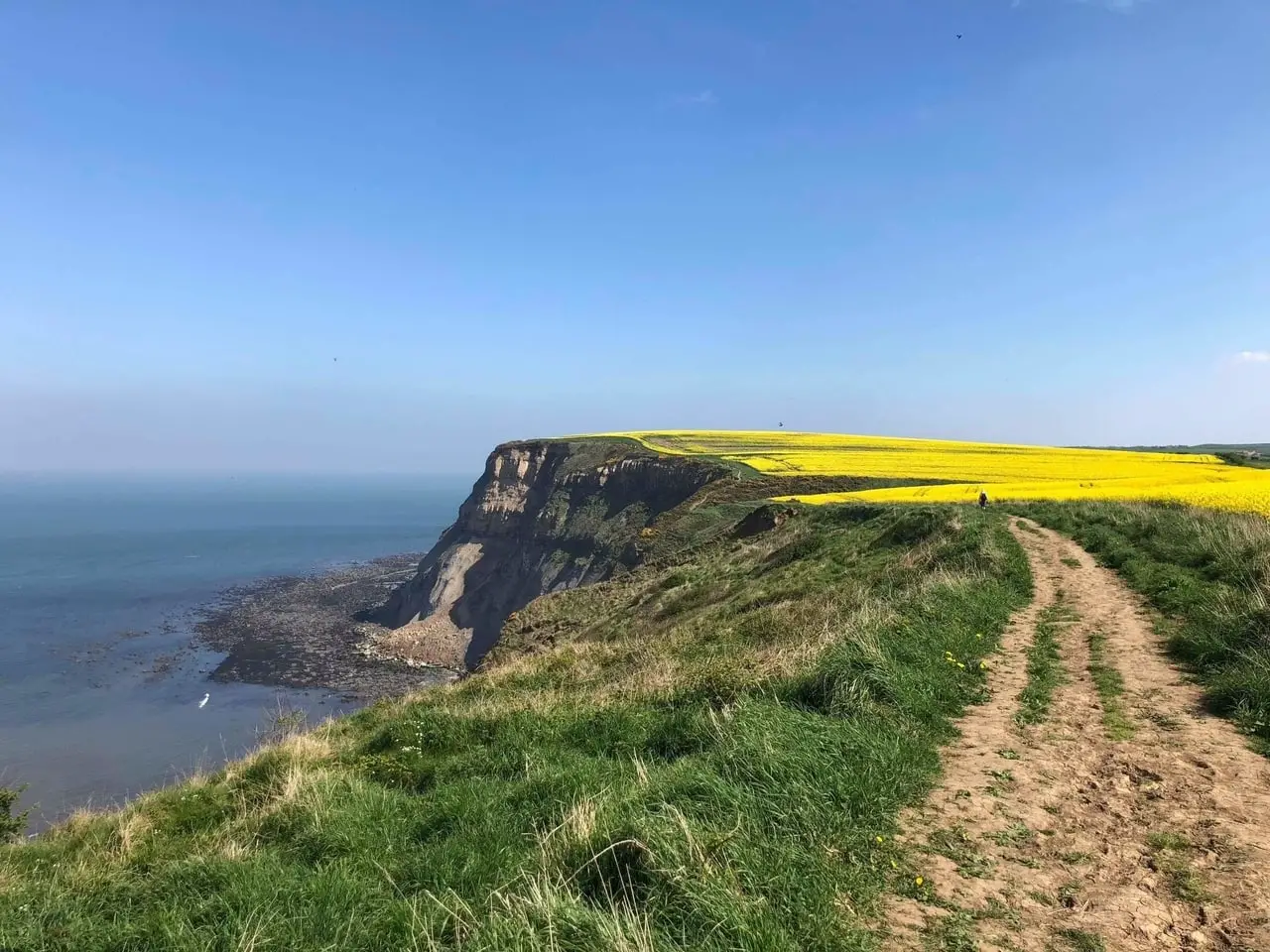 Coastal path covered in flowers in North Yorkshire, UK
