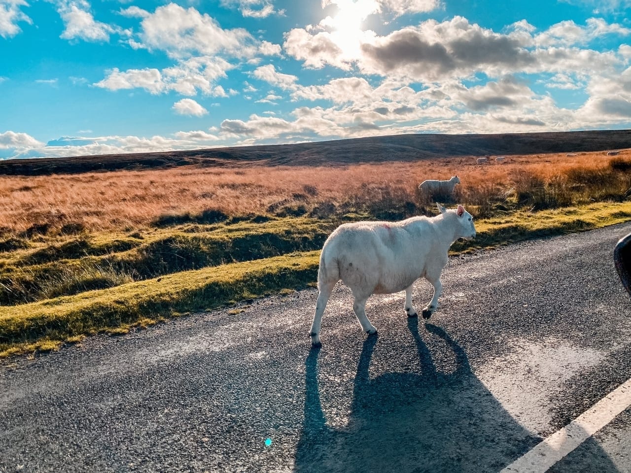 Sheep on the North Yorkshire Coast countryside