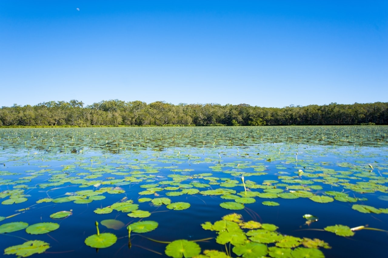 Noosa everglades, one of the best things to do around and near noosa.