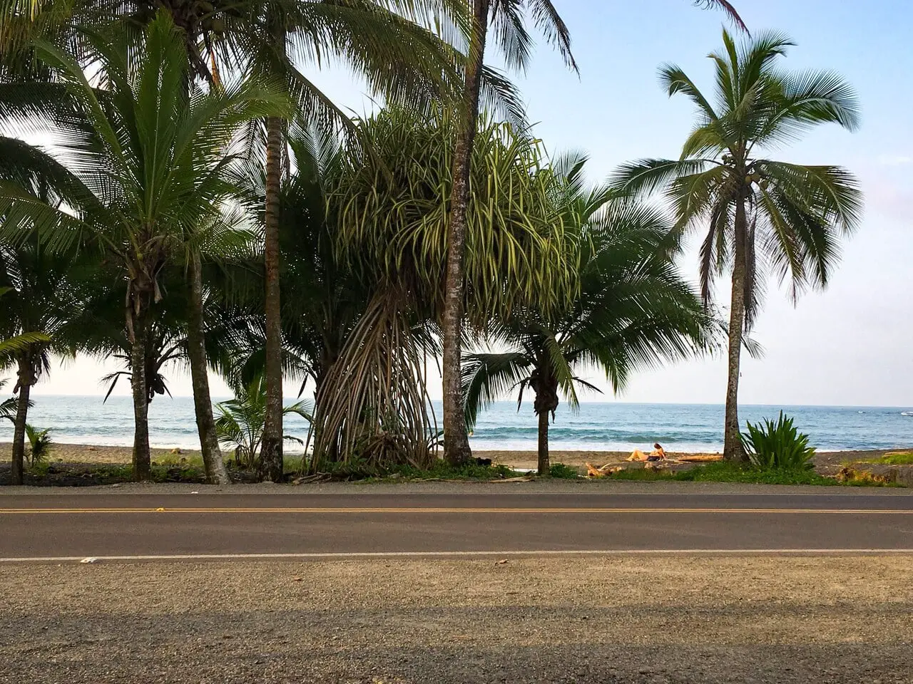 Palm trees at Puerto Viejo de Talamanca