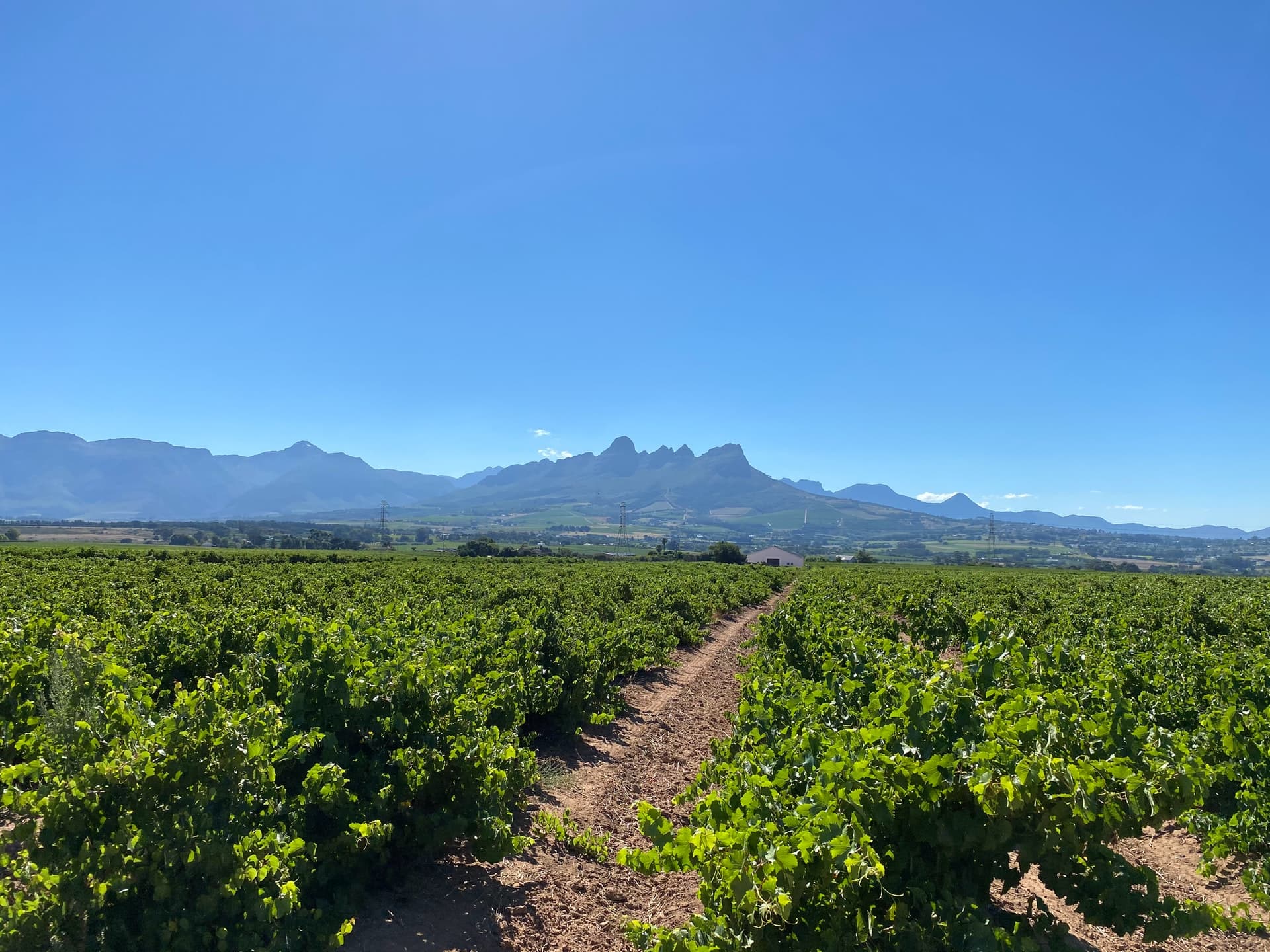 Vineyards and mountains in South Africa