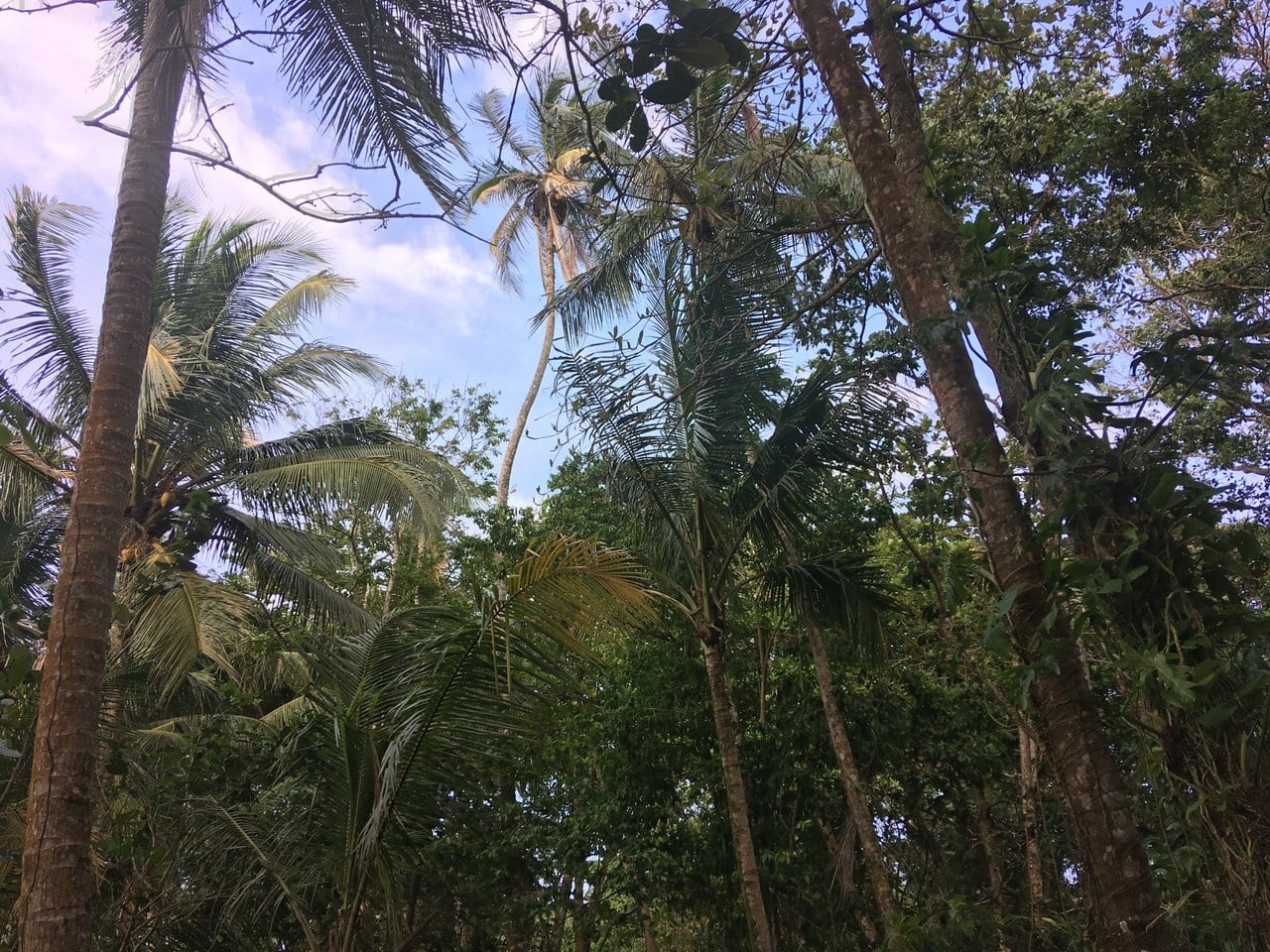 Palm trees in Central America