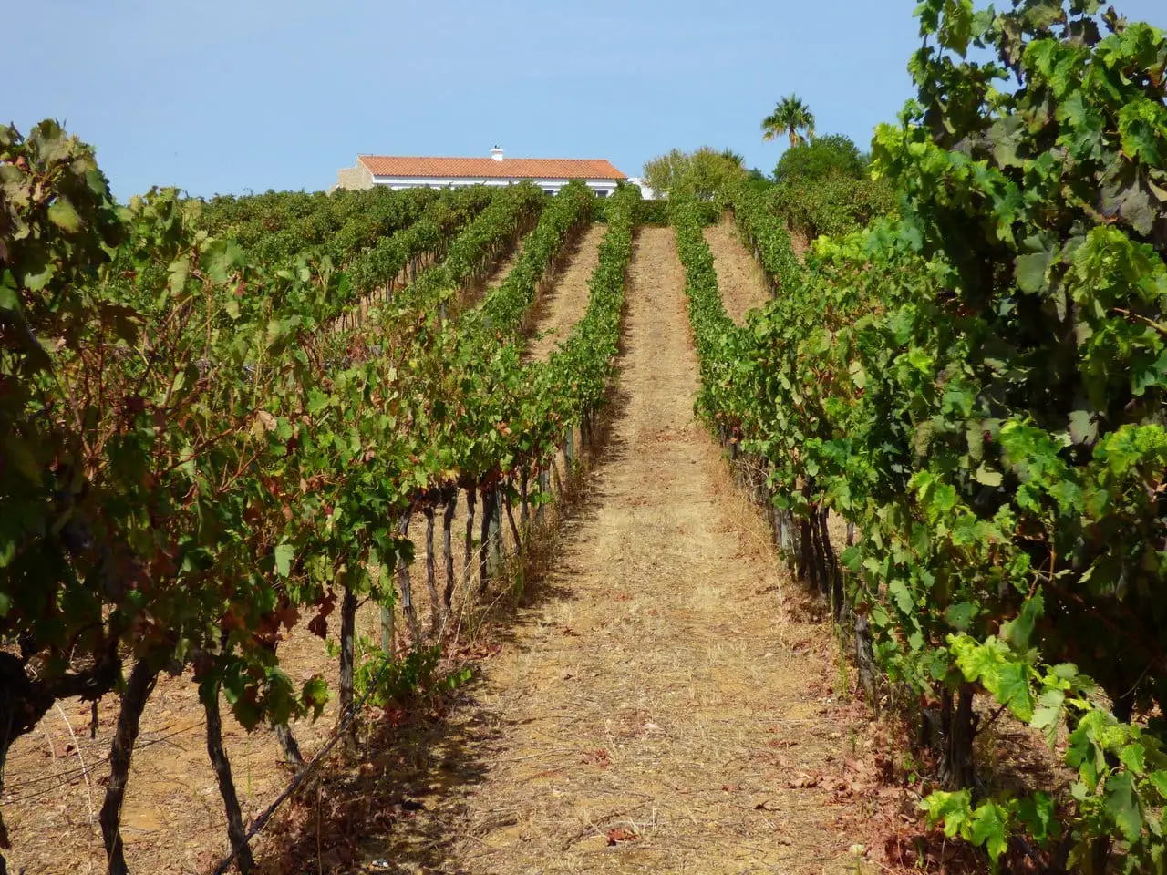 Wine tasting in the Algarve