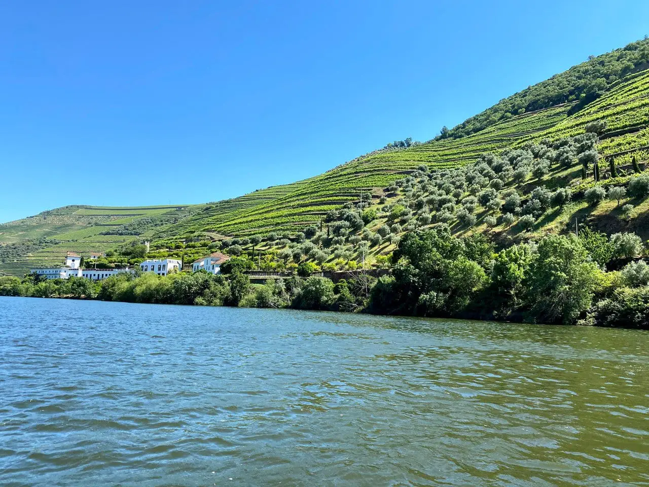 Vineyards next to a river