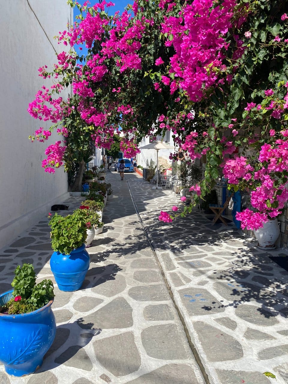 Greece bougainvillaea