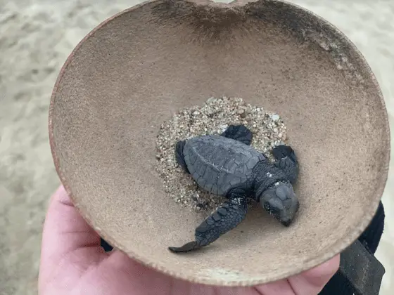 Baby turtle in Puerto Escondido