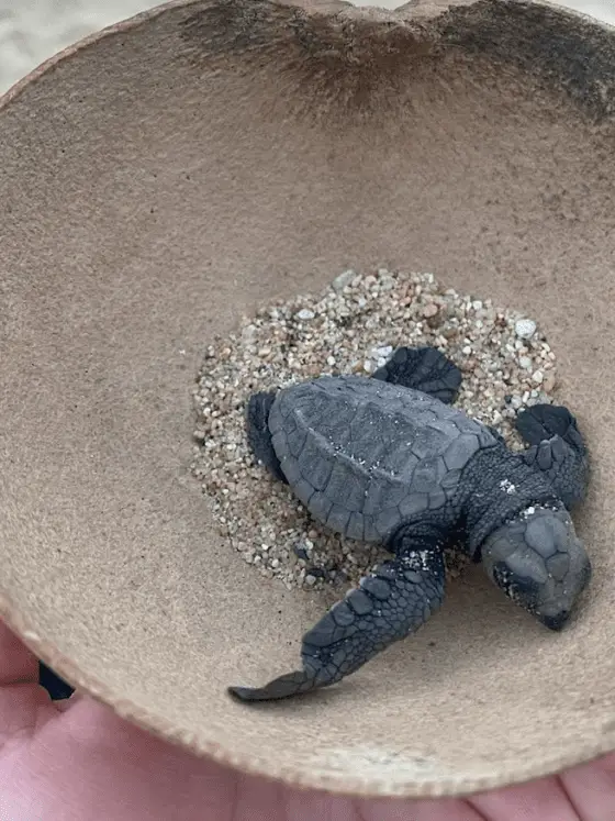Baby turtle in Puerto Escondido