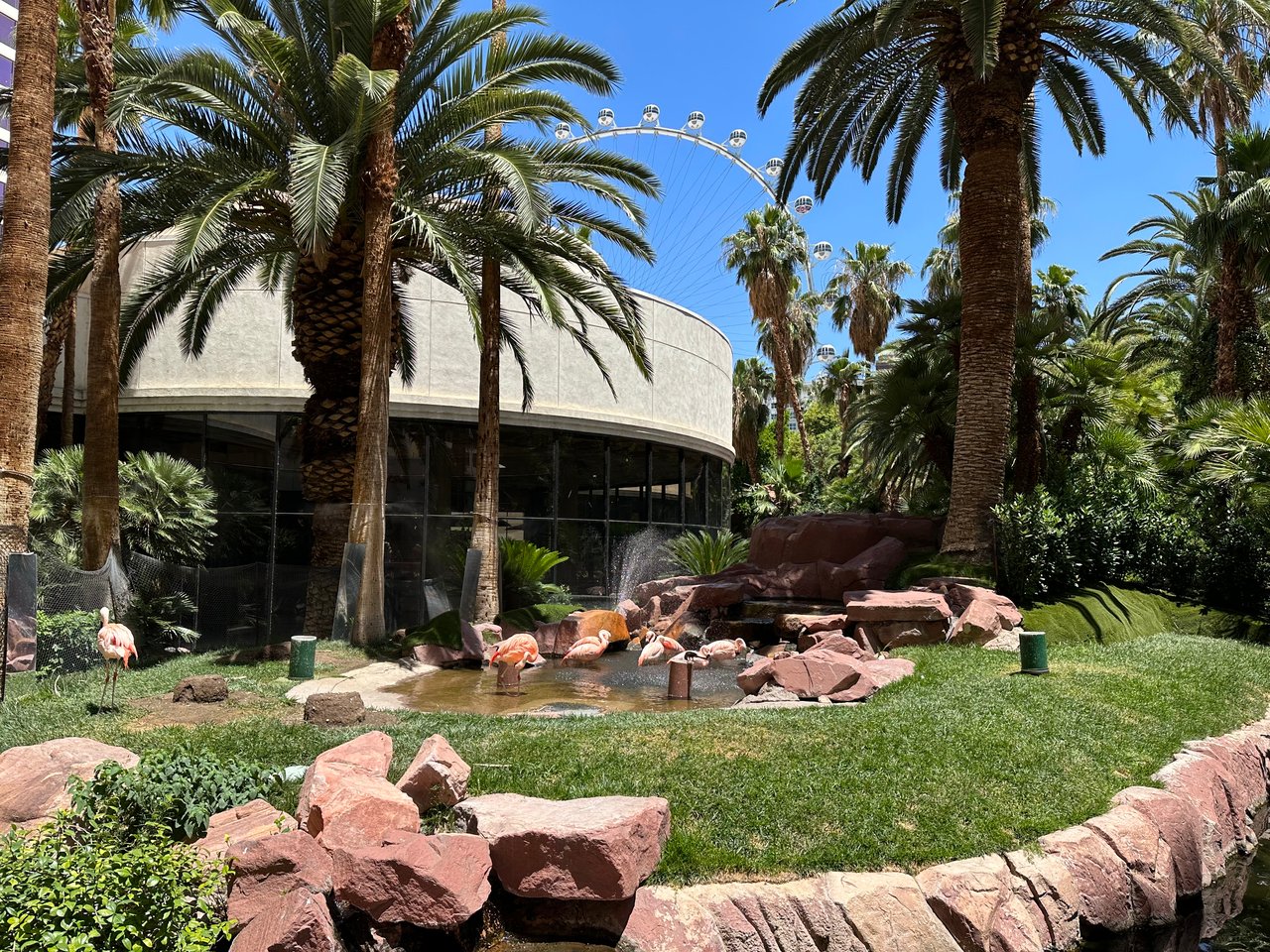 Flamingo Enclosure at Flamingo Hotel Vegas