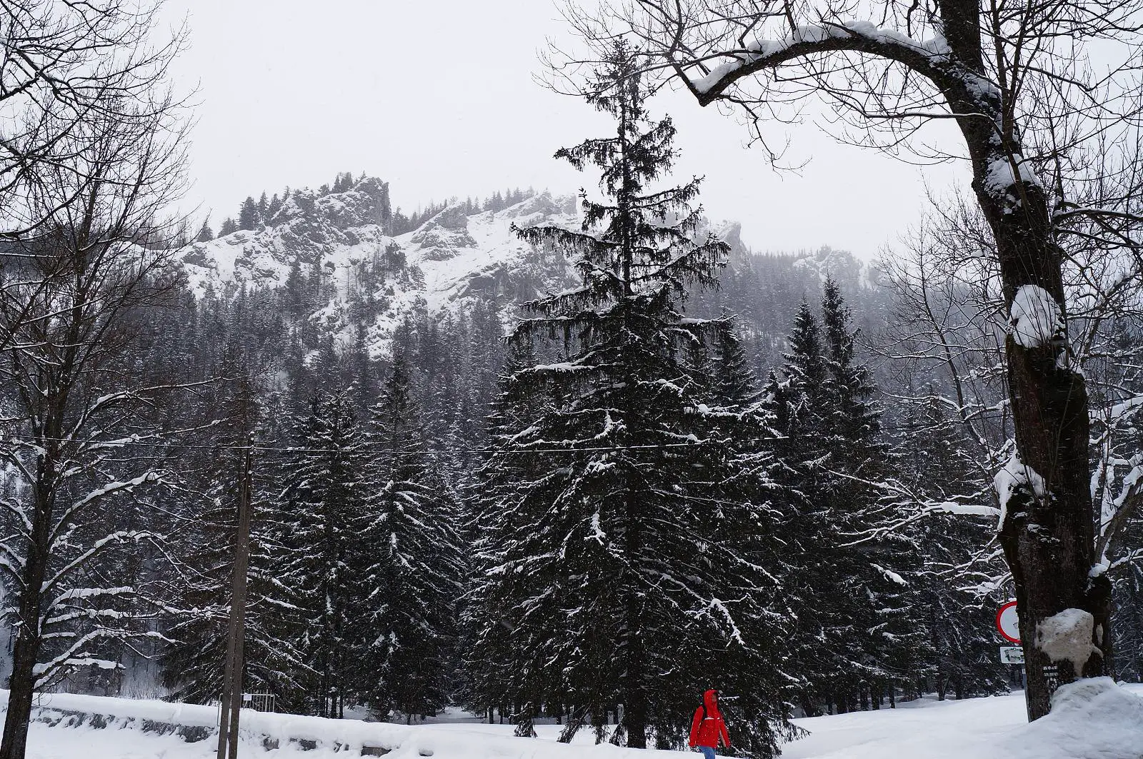 Christmas trees covered in snow in Zakopane in winter