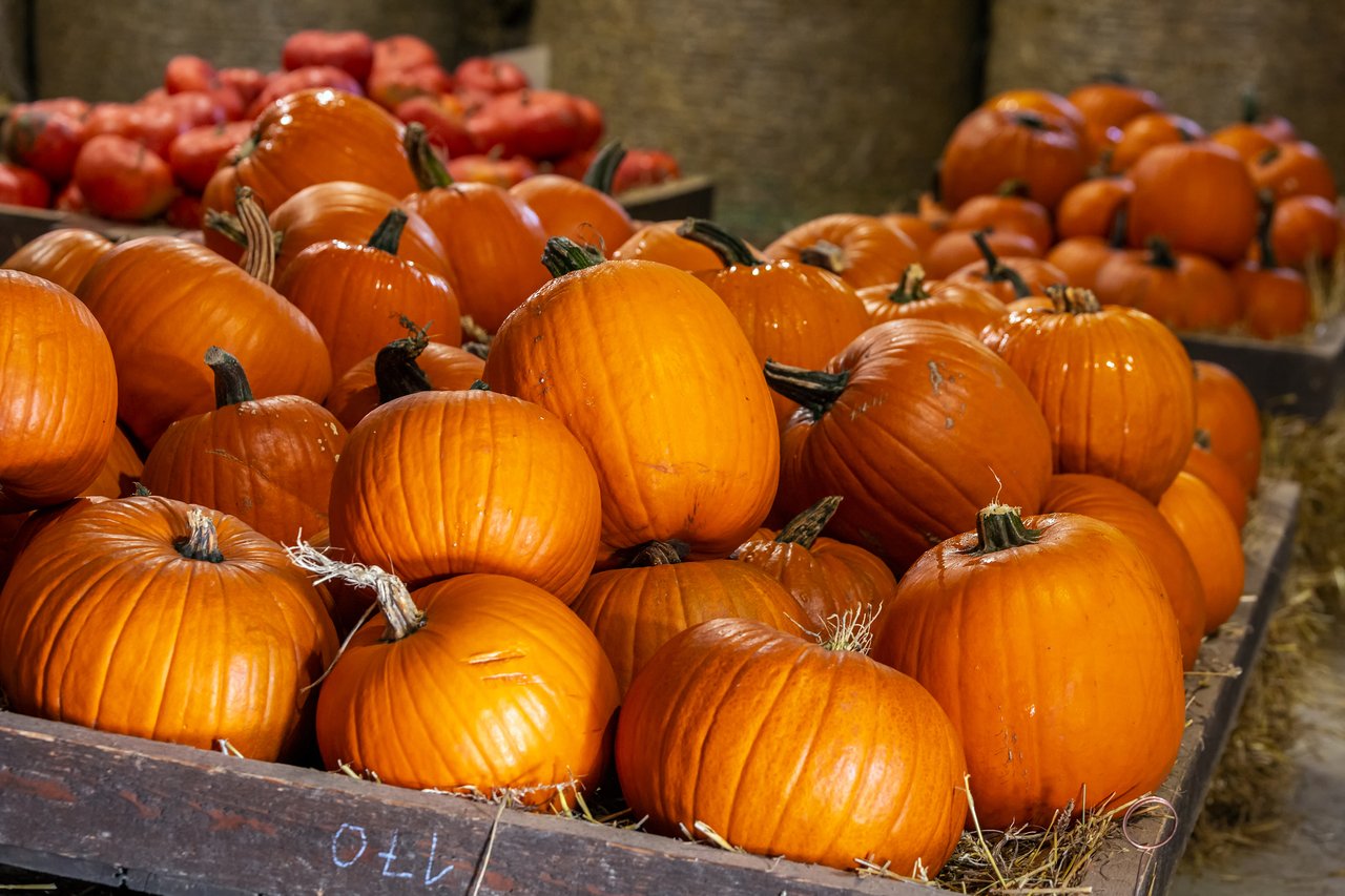 Orange pumpkins